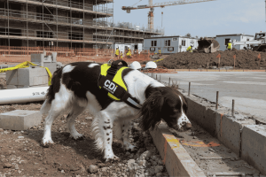 Japanese knotweed on construction sites in Ireland: what developers should check before groundworks