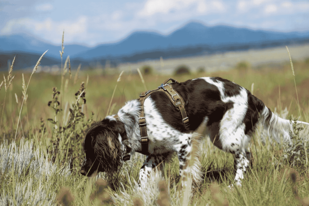 Why contaminated topsoil is one of the highest-risk vectors in Ireland