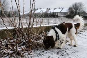 Can Japanese Knotweed Be Detected in Winter in Ireland?