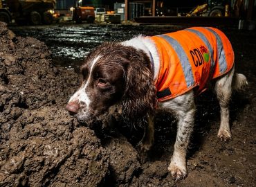 Close,Up,Photo,Of,Picture,Of,Spaniel,Dog,Wearing,Fluorescent