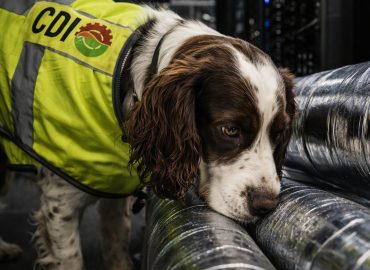 Close,Up,Photo,Of,Picture,Of,Spaniel,Dog,Wearing,Fluorescent